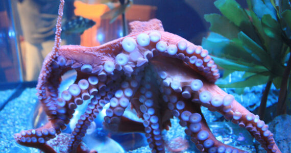 Giant Pacific Octopus (Wikipedia)