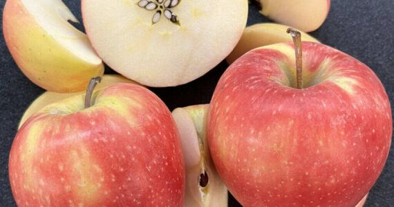 Courtesy of Washington State University
Sliced WA 64 apples show the newly released variety’s yellow-pink skin and white interior. The WSU-bred apple has outstanding eating and storage qualities.