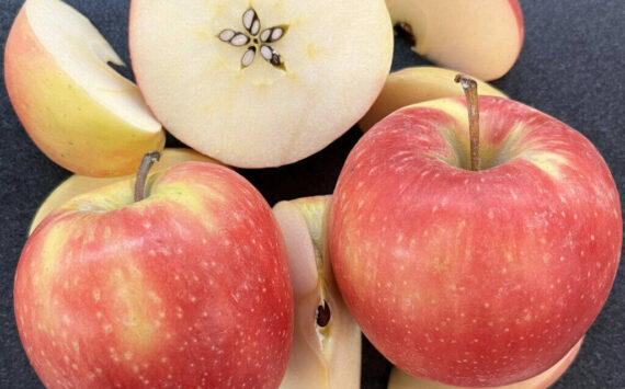 Courtesy of Washington State University
Sliced WA 64 apples show the newly released variety’s yellow-pink skin and white interior. The WSU-bred apple has outstanding eating and storage qualities.