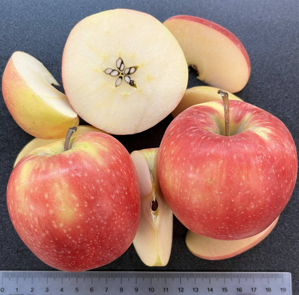 Courtesy of Washington State University
Sliced WA 64 apples show the newly released variety’s yellow-pink skin and white interior. The WSU-bred apple has outstanding eating and storage qualities.