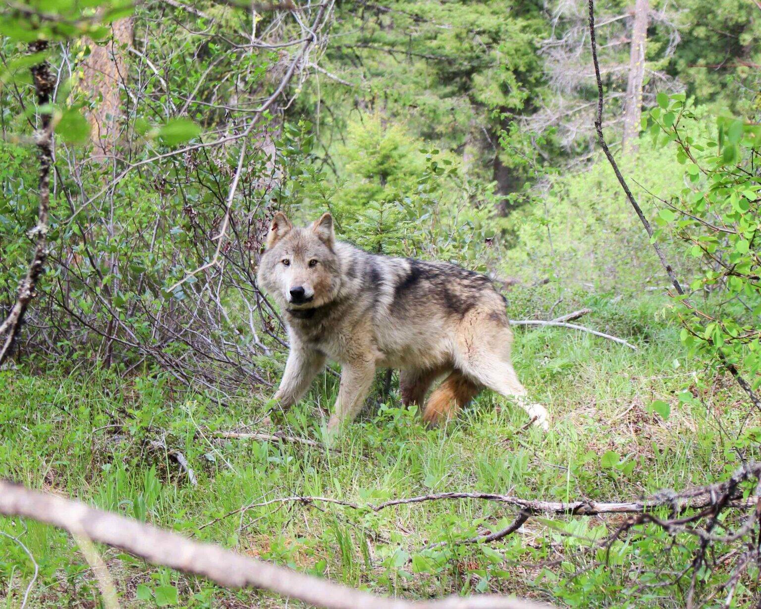 Washington Department of Fish and Wildlife
A gray wolf.