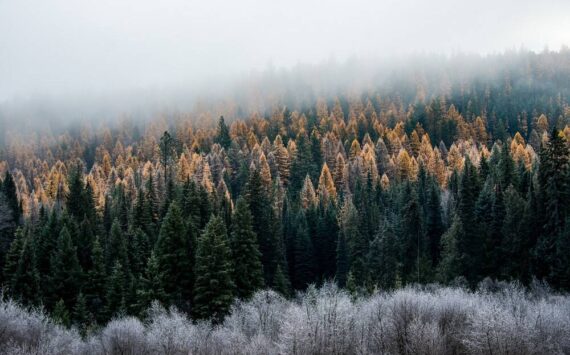 Photo courtesy of U.S. Forest Service 
Colville National Forest in northeast Washington.