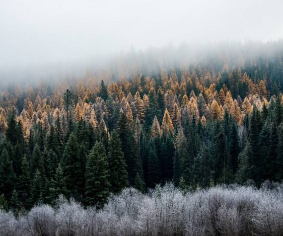 Forest health survey: 545,000 acres of stressed or dead trees