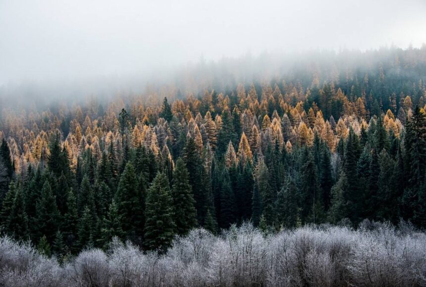Forest health survey: 545,000 acres of stressed or dead trees