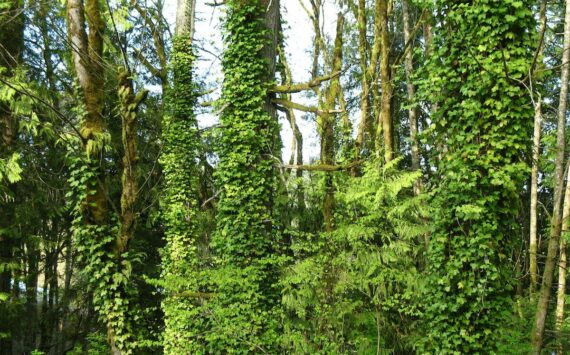 Photo courtesy of the Washington State Noxious Weed Control Board 
English ivy can weaken and in some cases kill trees.
