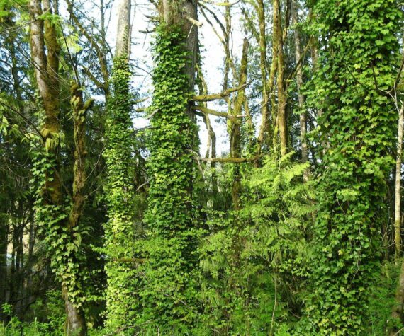 English ivy added to list of illegal plants in WA