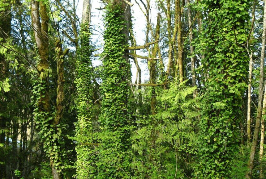 English ivy added to list of illegal plants in WA