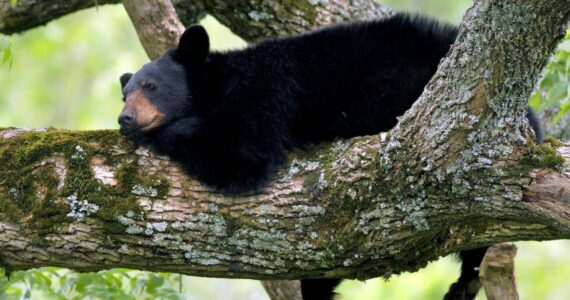 A bear rests in a tree in the Mt. Baker-Snoqualmie National Forest. (U.S. Forest Service)