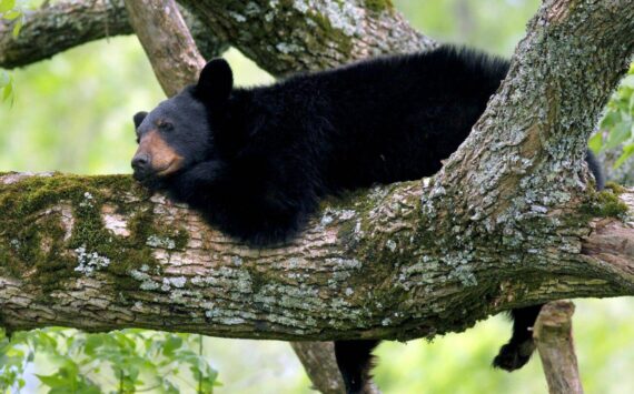 A bear rests in a tree in the Mt. Baker-Snoqualmie National Forest. (U.S. Forest Service)