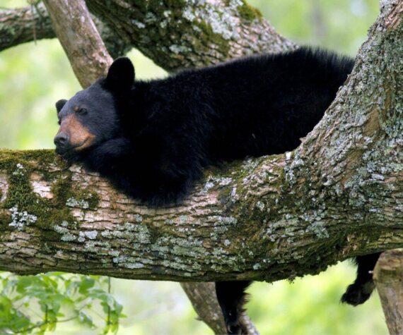 WA woman guilty of trafficking black bear parts