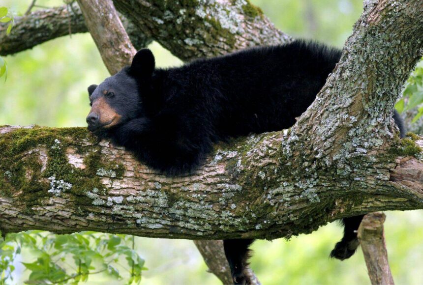WA woman guilty of trafficking black bear parts