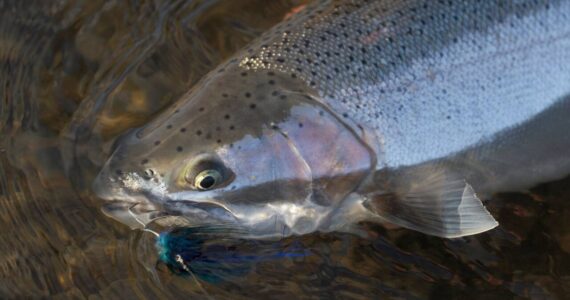 A Skagit River steelhead. Photo by Mike Benbow