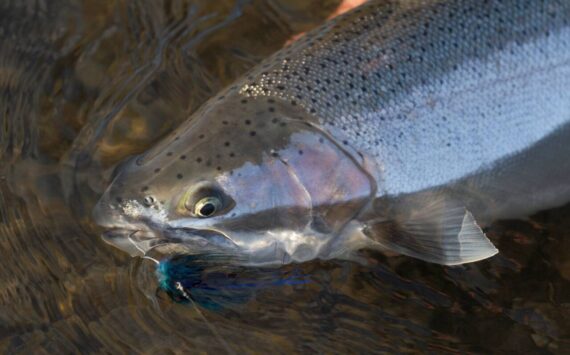 A Skagit River steelhead. Photo by Mike Benbow