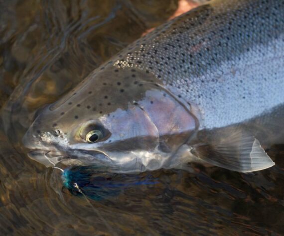 WA will close hatchery that produces thousands of steelhead