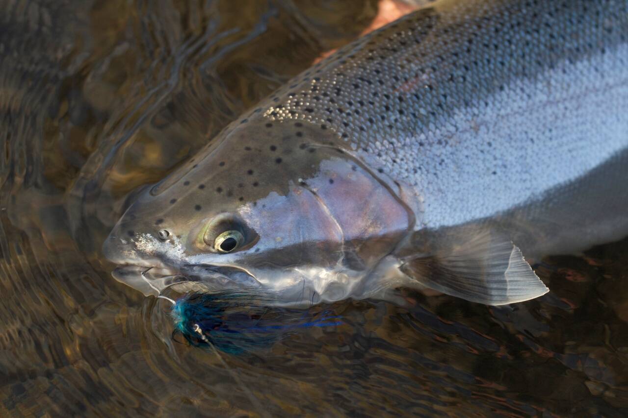 A Skagit River steelhead. Photo by Mike Benbow