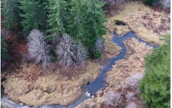 A beaver dam analog, or human-created structure designed to mimic a natural beaver dam, in action on Halsea Creek southeast of Pe Ell. Beaver dams help create ponds and wetlands, which provide important rearing habitat for salmonids and other aquatic species. (Photo courtesy of WDFW)