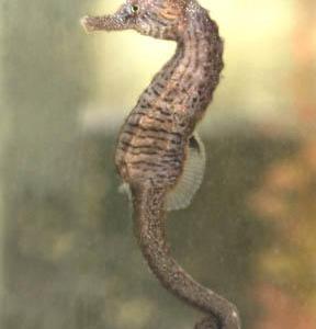 (Photo by Carl Cook, Point Defiance Zoo & Aquarium)