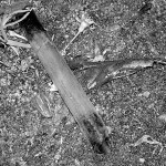 A few steps from the gazebo at Fireman's Park, officers find a crack pipe. (PHOTO BY TODD MATTHEWS)