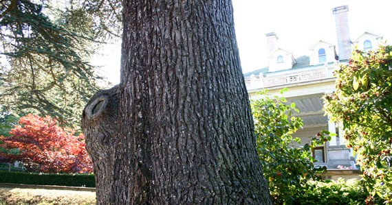 A tree near the Rust Mansion in Tacoma's North Slope Historic District could be a candidate for a register of historic trees. The City of Tacoma is currently revising its street tree ordinance and considering the creation of a heritage tree register. (PHOTO BY TODD MATTHEWS)