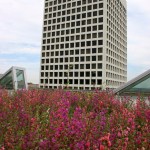 Workers in the Wells Fargo tower on Pacific Avenue have a bird's-eye view of the new green roof atop Pacific Plaza. (PHOTO BY TODD MATTHEWS)