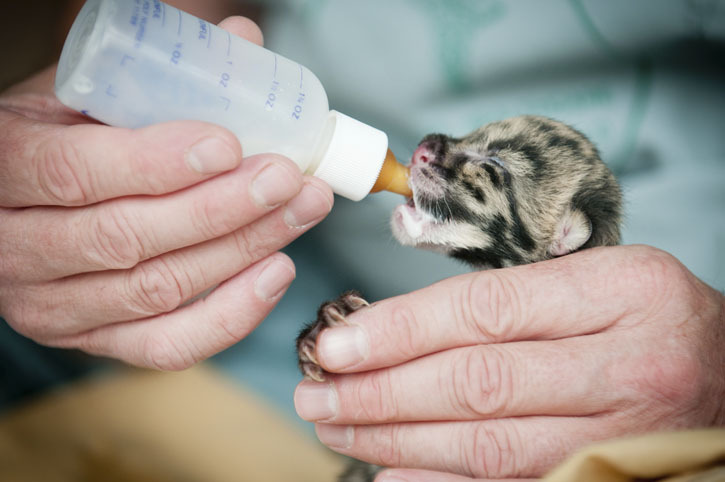 Courtesy Point Defiance Zoo & Aquarium/Seth Bynum