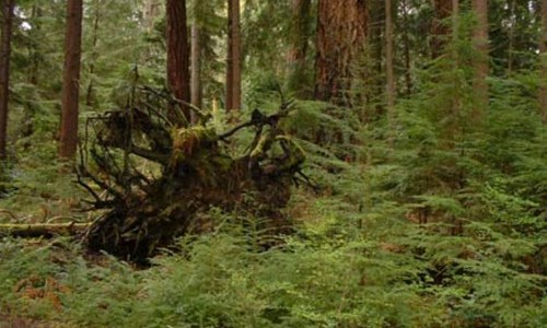 Tacoma habitat corridor. (PHOTO COURTESY CITY OF TACOMA)