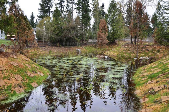 Pierce County recently completed work on a stormwater pond in the Fir Ridge neighborhood south of Bonney Lake. (PHOTO COURTESY PIERCE COUNTY)