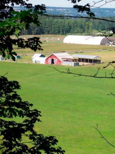 In 2010, a partnership between Pierce County, PCC Farmland Trust, and Washington State helped preserve the Orting Valley Farms project. (PHOTO COURTESY PCC FARMLAND TRUST / PIERCE COUNTY)