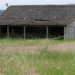 A historic, circa-1910 barn located on the 98-acre Morse Wildlife Preserve in Pierce County is the focus of an online fund-raising campaign led by Forterra, a local land conservation organization. The barn, which was closed two years ago due to safety concerns, has served as shelter from the weather for visiting school children, a location for storytelling and educational displays, and storage for tools and materials used by volunteers for restoration projects. The barn is listed on the Washington State Heritage Barn Register and the Pierce County Historic Landmarks Register. (PHOTO COURTESY FORTERRA)