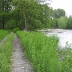 South Fork Road adjacent to the Puyallup River. (PHOTO COURTESY PIERCE COUNTY)