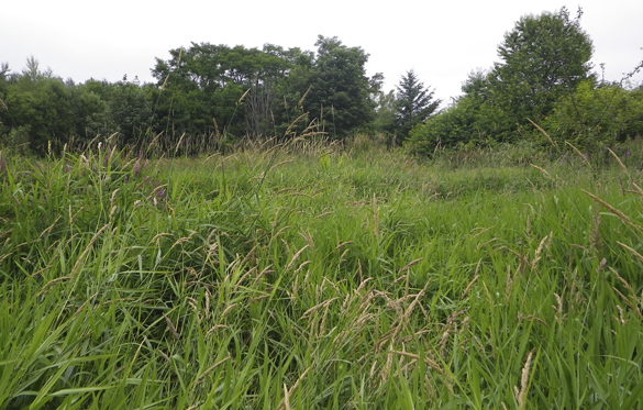 The nearly 17-acre Larchmont Wetland Reserve. (PHOTO COURTESY PIERCE COUNTY)
