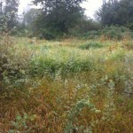 The nearly 17-acre Larchmont Wetland Reserve. (PHOTO COURTESY PIERCE COUNTY)