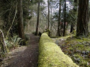 Bresemann Forest in Pierce County. (PHOTO COURTESY PIERCE COUNTY)