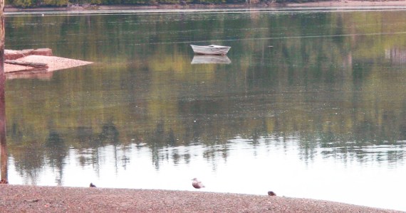 Aah, shucks: People line up for unique garden seed
