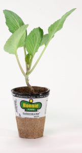 Kids Grow Green: Cashing in on Cabbages