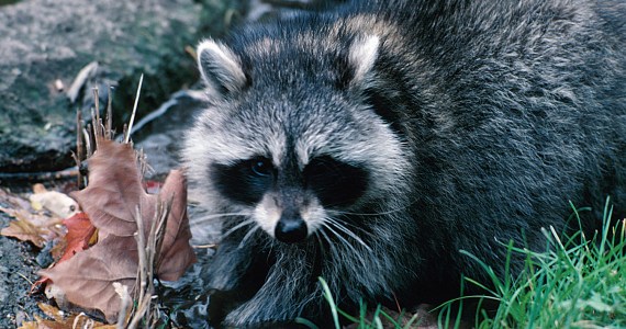 Speeding and wildlife feeding to get more attention in Pt. Defiance Park