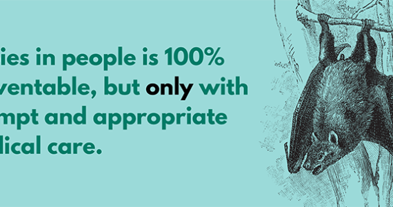 “I’ve got a bat in a Tupperware bowl…” What now?