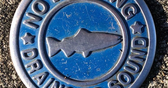 Sooner or later, everything, from rainfall to our daily coffee,  makes its way into Puget Sound.  Photo: Morf Morford