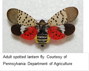 State asks residents to check trees for invasive pests in August