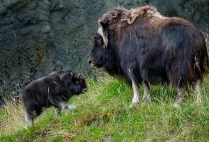 Muskox calf Trebek with mom Charlotte; Photo by Katie Cotterill, courtesy Point Defiance Zoo & Aquarium