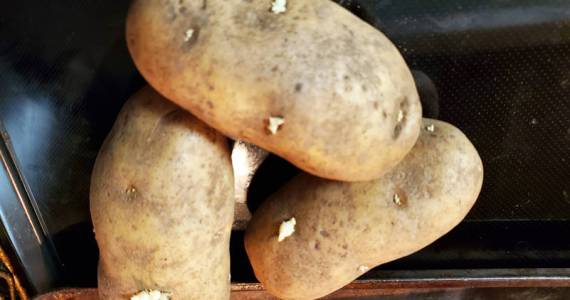 If it has eyes, does that mean its a Potato Head? (Photo by Danielle Nease)