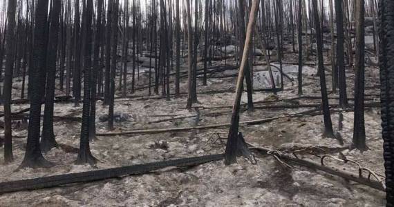 A few weeks ago a hike in eastern Washington took me through this stretch of burned out forest. The white on the ground is not frost. It is a several inch thick layer of compressed ash from a fire in August of 2021. (Photo by Morf Morford)
