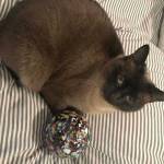 You could find a monkeyshine anywhere in Tacoma. (Morf Morford)