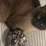 You could find a monkeyshine anywhere in Tacoma. (Morf Morford)