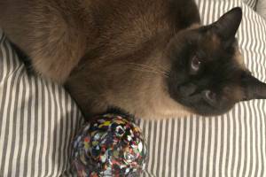 You could find a monkeyshine anywhere in Tacoma. (Morf Morford)