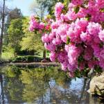 Point Defiance park in Tacoma, WA. USA. Pink rhododendron near pond.