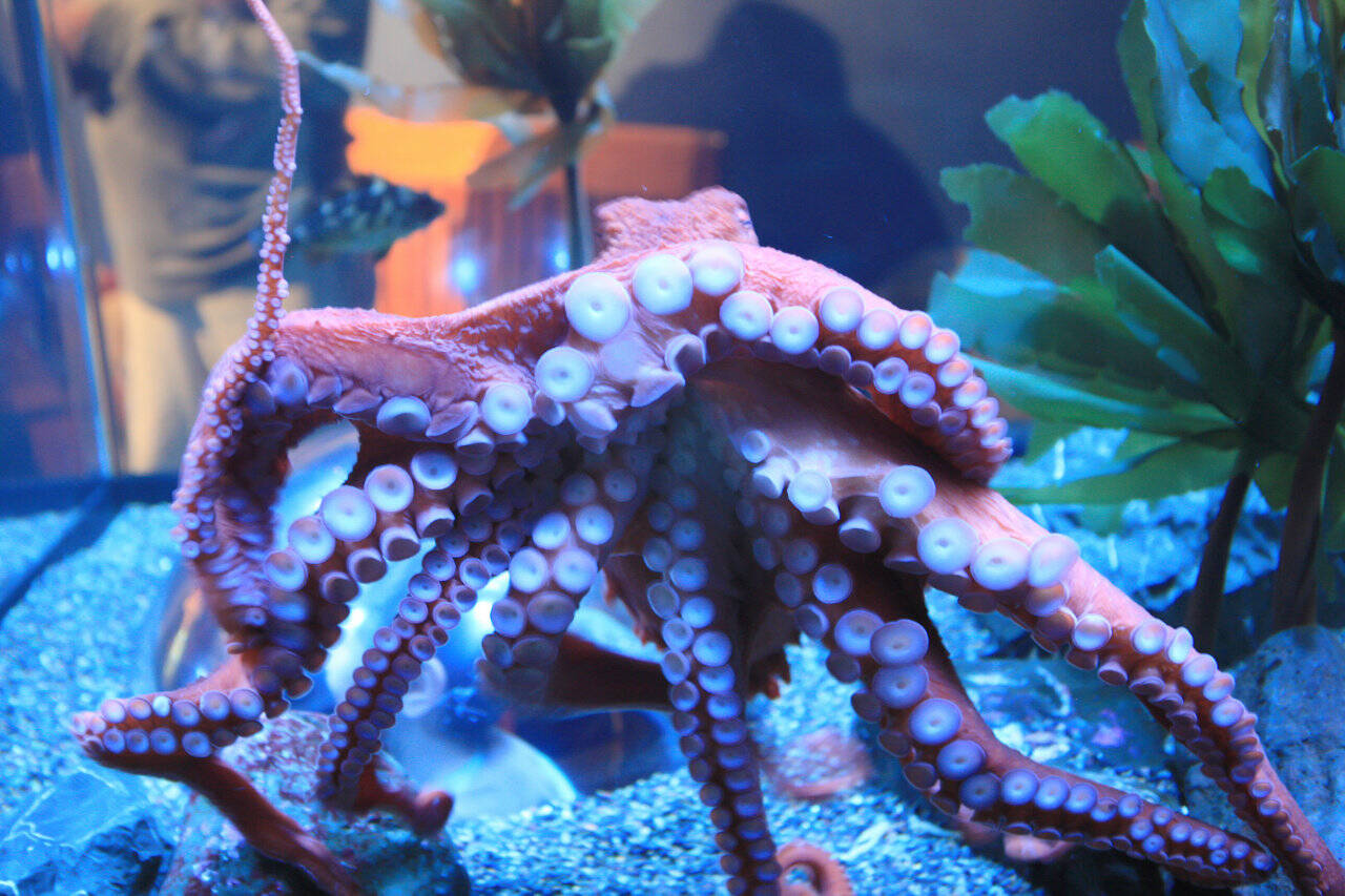 Tacomas unofficial mascot and icon is the octopus. (Wikipedia)