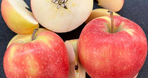 Courtesy of Washington State University
Sliced WA 64 apples show the newly released varietys yellow-pink skin and white interior. The WSU-bred apple has outstanding eating and storage qualities.
