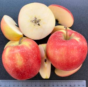 Courtesy of Washington State University
Sliced WA 64 apples show the newly released varietys yellow-pink skin and white interior. The WSU-bred apple has outstanding eating and storage qualities.