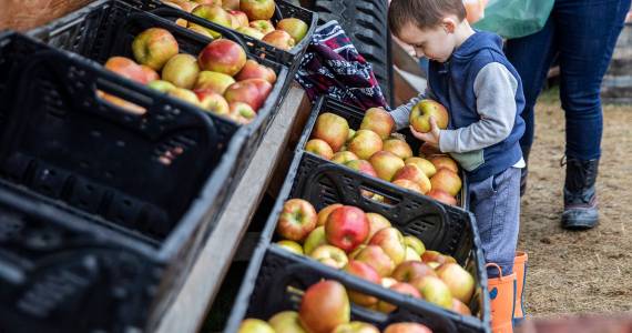 Sound Publishing File Photo
A boy picks out Honeycrisp apples for his family at Swans Trail Farms in Snohomish, Washington.